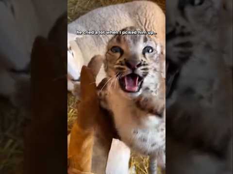 A Snow Leopard Was Born in My Barn in Montana. My Sheep Raised Him❤️