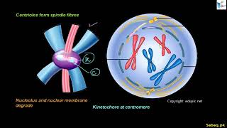 Metaphase