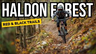 Haldon Forest Red & Black Trails