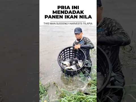 "PRIA INI MENDADAK PANEN IKAN NILA - THIS MAN SUDDENLY HARVESTS TILAPIA"