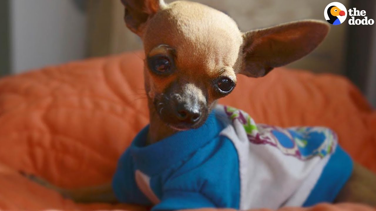 Grumpy Chihuahua Loves His Wobbly Little Brother