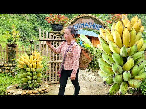 "Harvesting Bananas and Vegetables to Sell at the Market - Pet Care | Trieu Mai Huong".