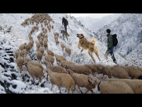 KIŞIN DAĞLARDA ÇOBANIN BAŞINA BELA OLAN KURTLAR !! HD BELGESEL