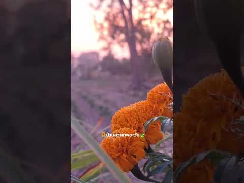 บรรยากาศเช้าๆบ้านสวนพบตะวันทักทายพี่ๆทุกคนครับบ้านสวนภพตะวัน วิถีเกษตรไทบ้าน บรรยากาศเช้าๆบ้านสวนพบตะวันทักทายพี่ๆทุกคนครับบ้านสวนภพตะวัน