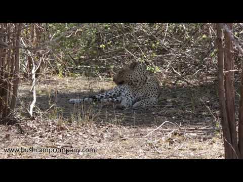 Leopard Mate.