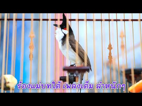 นกกรงหัวจุกเสียงทองเก่าๆเพลงพื้นถิ่นนกใต้คำโตๆเสียงร้องทะลุร