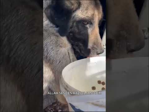 HASTA OLAN KÖPEĞİ İYİLEŞTİRMEK İÇİN ELİNDEN GELENİ YAPAN ABİM ALLAH İŞİNİ GÜCÜNÜ RAST GETİRSİN.