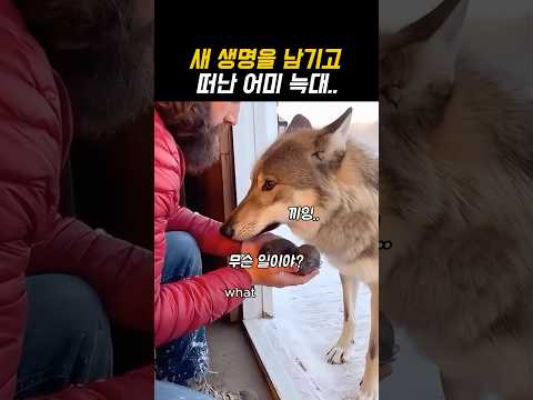 새 생명을 남기고 떠난 어미 늑대..