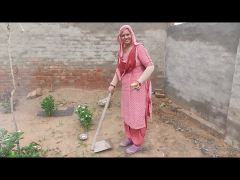 Aaj Maine lagai gwar fali ke seeds