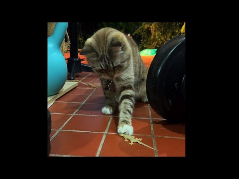 Cat bully lizard