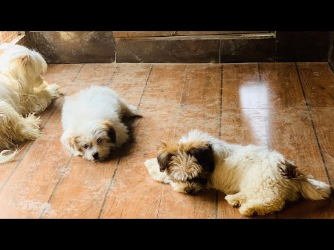 Lhasaapso puppies female top quality white colour