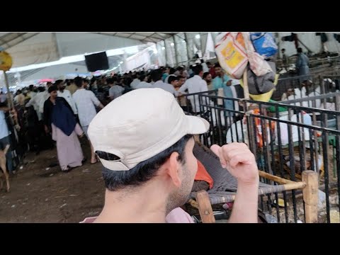 Biggest Goats in Mumbai! | Deonar Bakra Mandi June 6 Vlog