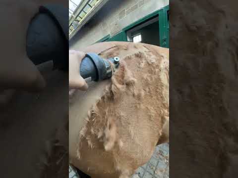 Satisfying Trimming Of Thick Horse Hair ASMR