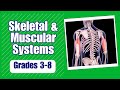 Exploring the Skeletal and Muscular Systems