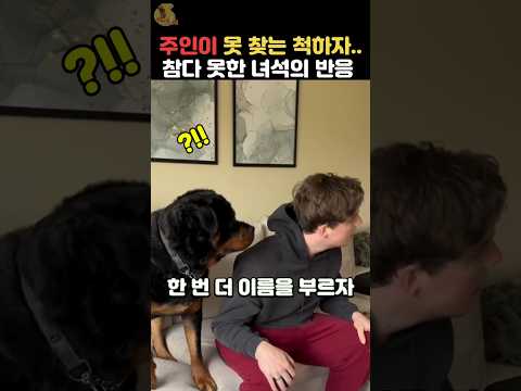 옆에 있는 반려견을 못 본 척했더니? #로트와일러 #동물
