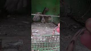 Amazing Birds Rescue #shortsvideo #youtubeshorts #trending