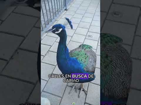 Helped a peacock#animals #Friendship #Us