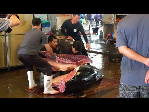 Incredible Bluefin Tuna Sashimi Cutting Skills: Watch a 500lb Tuna Get Filleted!