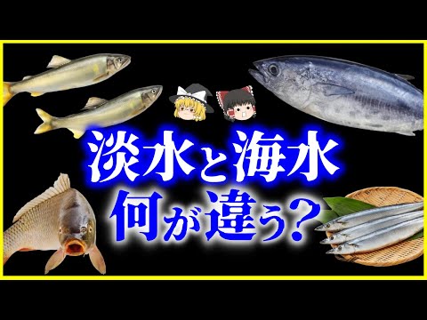 【ゆっくり解説】進化が課した試練!?淡水魚と海水魚は何が違う？を解説/“体の違い”から見える生存戦略