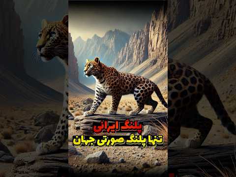جهش ژنتیکی خیلی خاص در پلنگ ایرانی | دنیای حیوانات