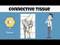 Functions of Connective Tissue