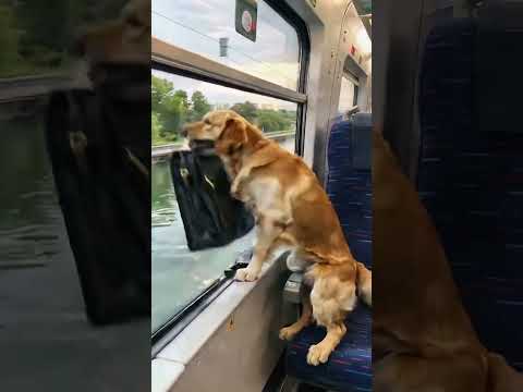 黑色皮包有問題,金毛警犬及時發現#金毛犬 #消防員 #goldenretriever #firefighter #rescuedog #funny