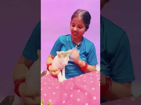 My billo Rani๐๐โจ#cat #catlover#catvideos