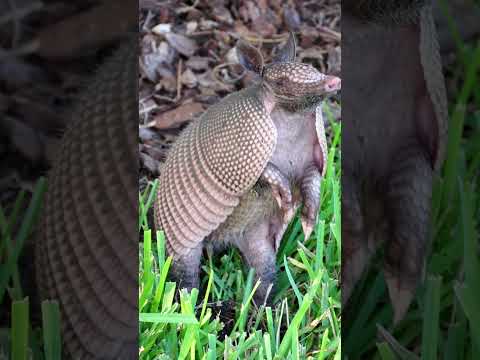 💥¿Cómo caza el Armadillo?