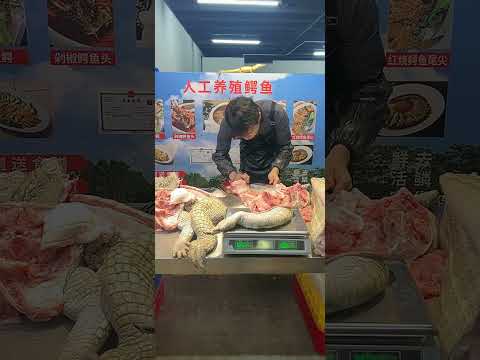 Fresh crocodile meat, body meat, belly meat, 2 pounds to 3 pounds of freshly killed crocodile meat,