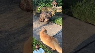 owl vs cat 😺Injured #animals #cute #cat #funnyanimal #trending #youtubeshorts #wwe #shorts