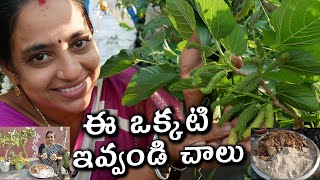 Best gardening fertilizer | ఈ ఒక్కటి ఇవ్వండి చాలు || TELUGU GARDEN VLOG