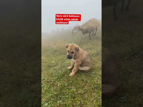 Gece sürü bekleyen küçük aslan sabah uyukluyor #dog #köpeksevgisi