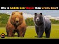 Kodiak Bear Characteristics and Challenges