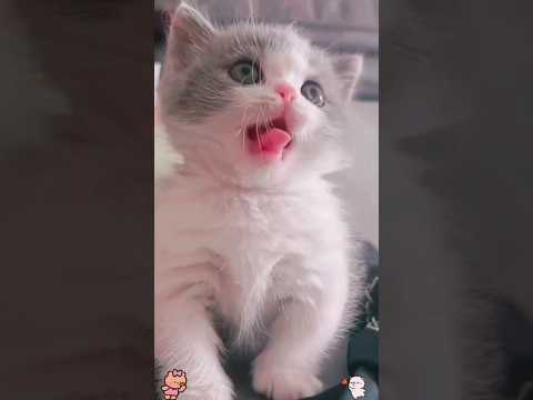 Cute baby kittens 🤩🙈😍🥰 #shorts
