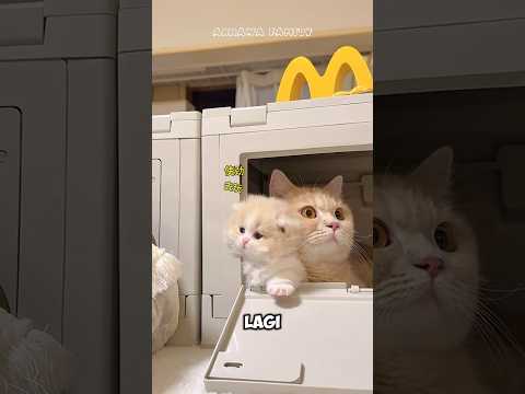 Mimiw si Kucing kecil yang selalu ngeropitin emaknya 🤣😭