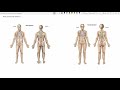 Gender Differences in Skeletal Anatomy