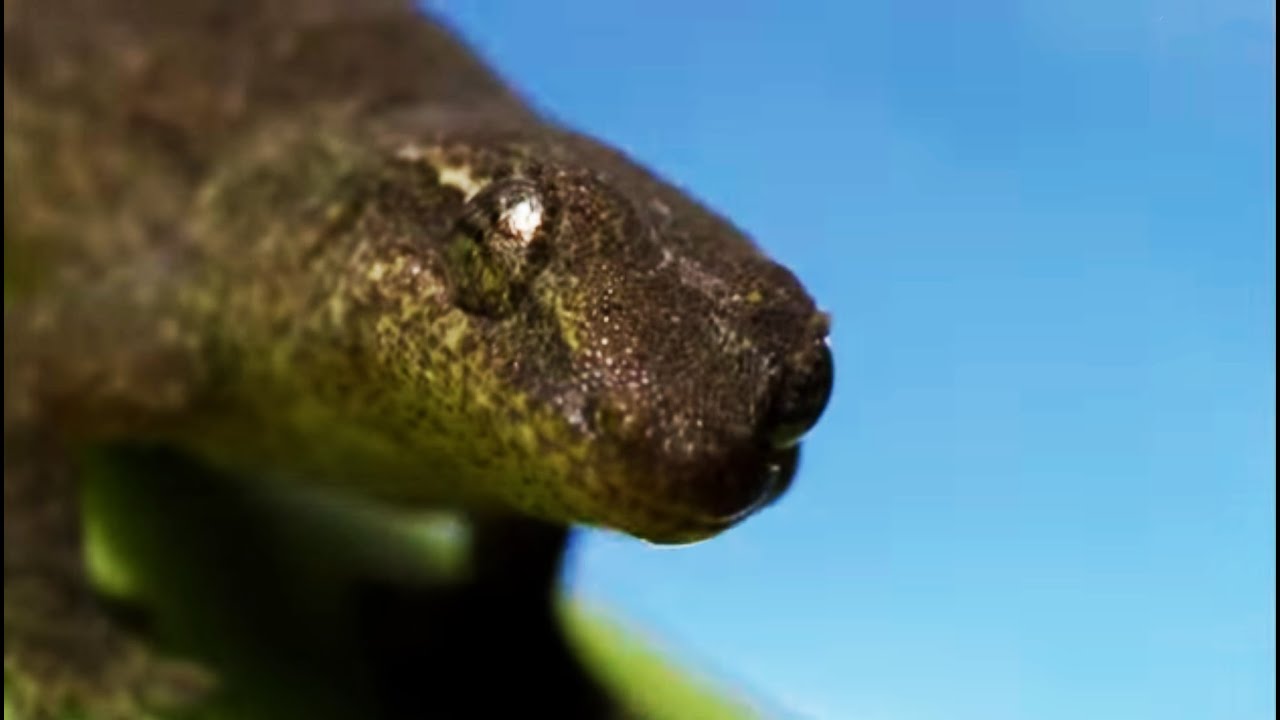 Morning Gecko the Ultimate Castaway Benedict Cumberbatch narrates South Pacific BBC