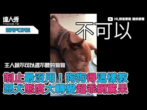 【制止最沒用！狗狗得這樣教 惡犬態度大轉變超乖網驚呆】