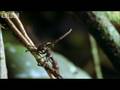 Cordyceps Fungi and Ants