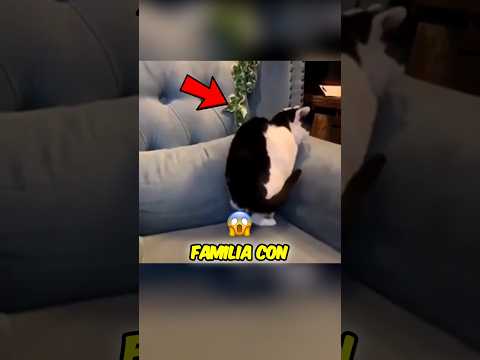 Sorprendente gesto de un Gato con su Familia #shorts