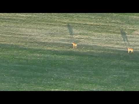 Three Young Deer