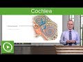 Cochlear Anatomy and Function