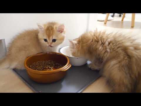 Cute cats spending their time as they please after exercising.