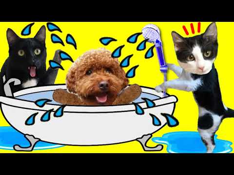 Gatos Luna y Estrella solos en casa CAP 6 Baño a mi perro / Videos de gatitos