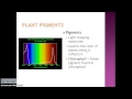 Cellular Respiration and Photosynthesis Concepts