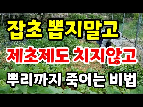 잡초 뽑지말고 제초제도 치지않고 풀 뿌리까지 싹 죽이는법#잡초없애는방법#잡초농법#잡초제거방법#잡초뽑기#잡초를이기는식물#초생재배#제초제#유기농토양#친환경#진딧물#도시농부#블루베리