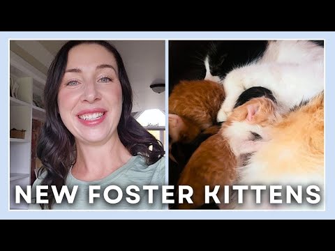 VLOG - Newborn Kittens & A New Pony!