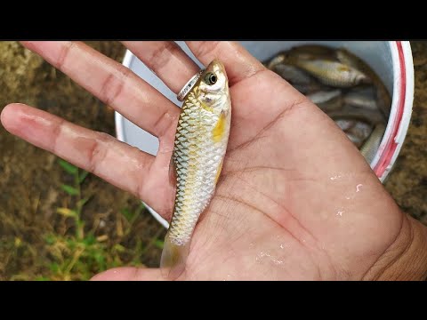 Spot mantap ini mah banyak banget ikan wadernya ‼️