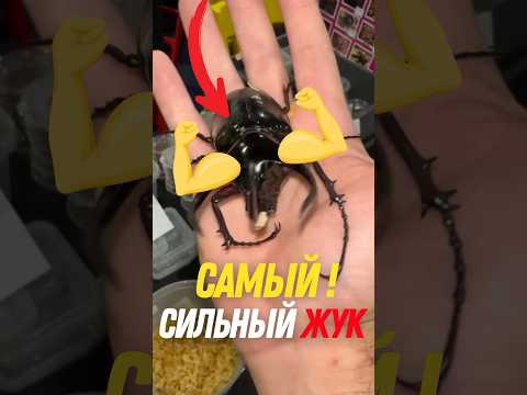 🪲 Самый СИЛЬНЫЙ жук в мире?