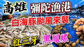 〔高雄彌陀漁港〕颱風來襲，8級的陣風，彌陀漁港的漁船有出港補魚嗎？爸爸捕魚去～颱風來襲又是八八節爸爸有出海補魚嗎？肉魚、螃蟹、鳳螺、三牙魚、皇帝魚。